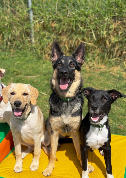 Hospedaje con bienestar emocional para perros en Medellín - Club Family Dogs
