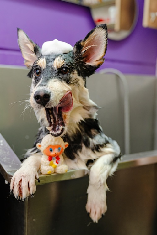 Spa profesional para perros en Medellín - Club Family Dogs